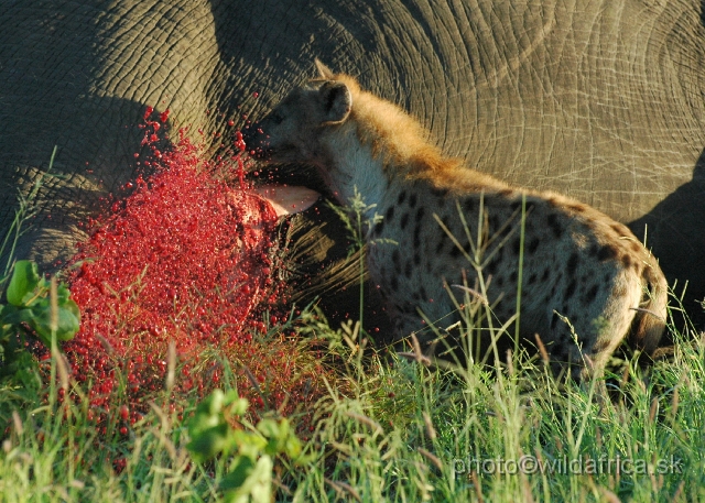 puku rsa 060.jpg - Spotted Hyena (Crocuta crocuta) with Big Tusker Alexander's carcass, close to Mopani, few metres from the road, February 2009